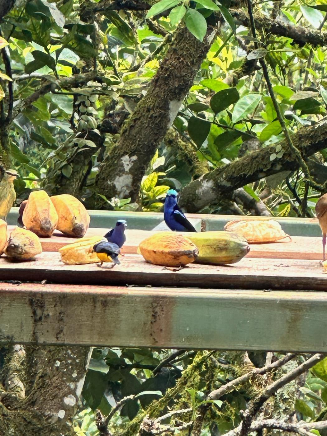 Aves en el jardín